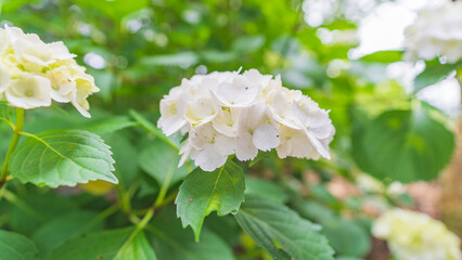 hydrangea アジサイ 紫陽花