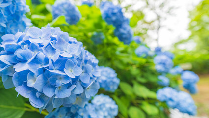 hydrangea アジサイ 紫陽花