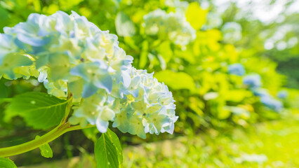 hydrangea アジサイ 紫陽花