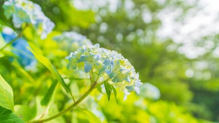 hydrangea アジサイ 紫陽花