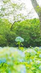 hydrangea アジサイ 紫陽花