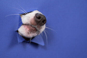 The nose of a Jack Russell Terrier dog sticks out of torn paper on a purple background.
