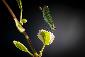 Portrait of a beautiful demoiselle female (Calopteryx virgo) on a leaf. Colorful damselfly in the family Calopterygidae. 