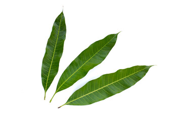 Obraz premium Mango leaves on white background.