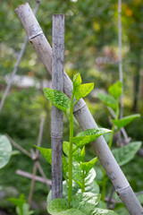 Ceylon spinach or basella rubra linn