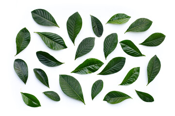 Green leaves of cape jasmine or garden gardenia, gerdenia flower