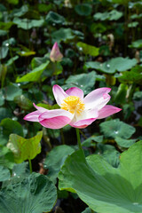 Fototapeta premium Pink lotus flower blooming in pond with green leaves