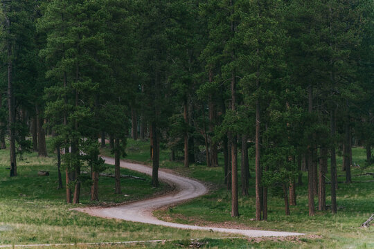 A dirt road winds into dark woods in the Valles Caldera National Preserve, New Mexico