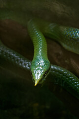 Head highlighted in darkness of a gonyosoma boulengeri, rhinoceros-headed snake from south-east asia, Tete d'Or park zoo, Lyon, France