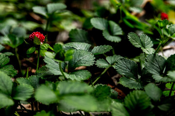 The Mock Strawberry plant for ground cover in the garden