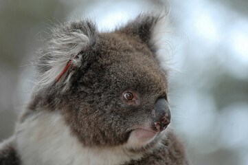 Koala - Phascolarctos cinereus