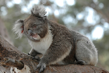 Koala - Phascolarctos cinereus