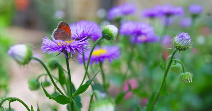 Color Butterfly gathering pollen honey from purple blooming flower in a garden, floral spring field, 4k slow motion video