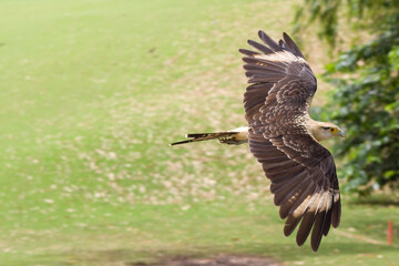 Yellow headed caracara falcon over grass