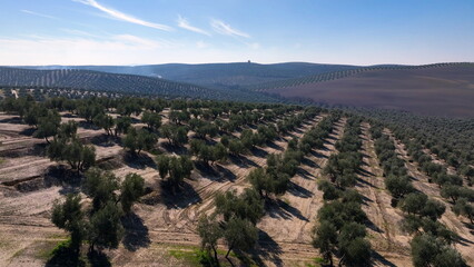 Olive tree fiel for the production of olive oil, Andalusia, south Spain.