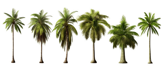 Coconut tree isolated on transparent background, Set of coconut trees over white background, foliage design. generative ai