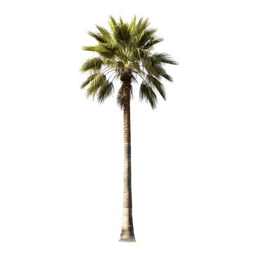 Palm tree isolated on transparent background, tropical palm tree over white background, foliage design. generative ai