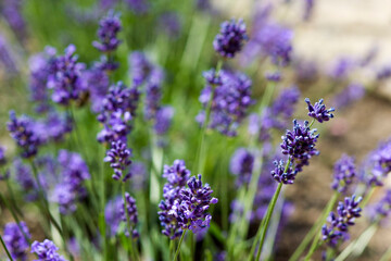 Obraz premium lavender flowers in the garden