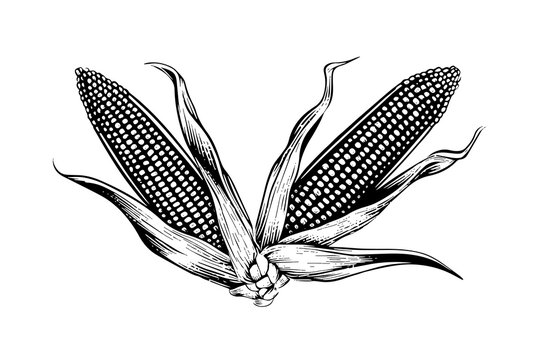 Two sweetcorn hand drawing sketch vintage engraving vector illustration