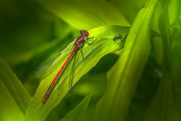 dragonfly on a green leaf