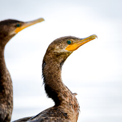 Neotropical Cormorant (Nannopterum brasilianum)