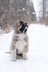 A Caucasian shepherd puppy looks into the distance on a winter background in the forest