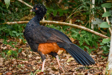 Red-billed Curassow (Crax blumenbachii)