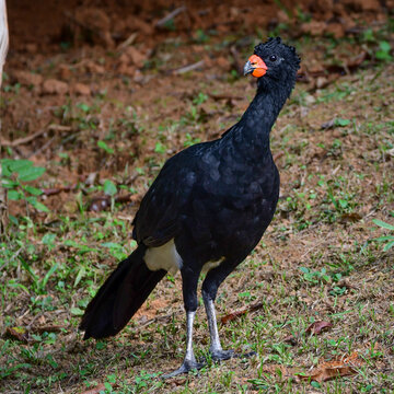 Red-billed Curassow (Crax blumenbachii)