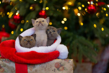 Against the background of the Christmas tree, three Burmese kittens are sitting in Santa Claus's Christmas hat close-up