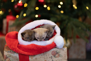 Fototapeta na wymiar Against the background of the Christmas tree, three Burmese kittens sleep in Santa Claus's Christmas hat close-up