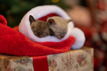 Two Burmese kittens in a Santa Claus Christmas hat close-up