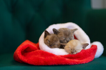 Three Burmese kittens sleep in Santa Claus's Christmas hat close-up