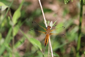 Libellule orange