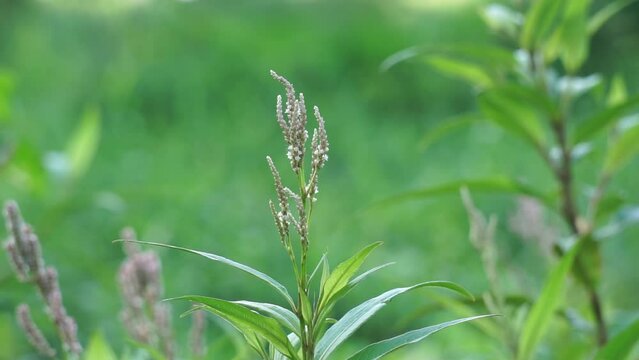 Persicaria maculosa (Also called Polygonum persicaria, buckwheat, lady's thumb, spotted lady's thumb, Jesusplant, redshank). The young leaves may be eaten as a leaf vegetable