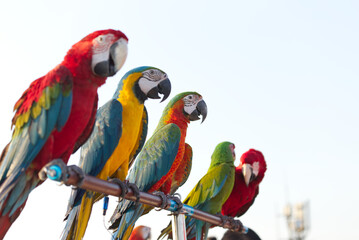 Close up of colorful scarlet macaw parrot pet perch on roost branch with blue clear sky background