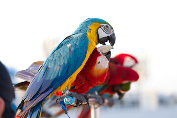 Close up of colorful scarlet macaw parrot pet perch on roost branch with blue clear sky background