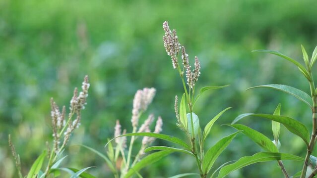 Persicaria maculosa (Also called Polygonum persicaria, buckwheat, lady's thumb, spotted lady's thumb, Jesusplant, redshank). The young leaves may be eaten as a leaf vegetable