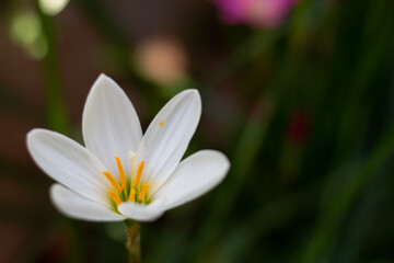Closeup of White flower in the garden with serene elegance