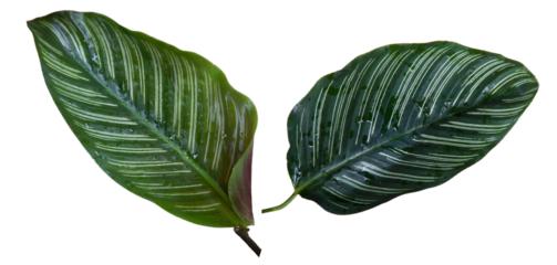 Calathea ornata, Pin-stripe calathea, glossy dark green leaf has streaks like herringbone across both sides of leaf, underside of  leaf is reddish purple. Isolated on white background, PNG file.