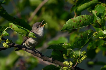 Eastern olivaceous warbler // Blassspötter (Iduna pallida) - Lake Kerkini, Greece