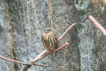 動物園の動物や鳥
