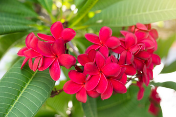 Red Plumeria flowers are commonly found in southeast Asian countries such as Singapore, Thailand and Indonesia, and Hawaii.	
