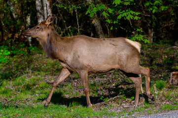 Female Elk Female Walking Out of the Woods