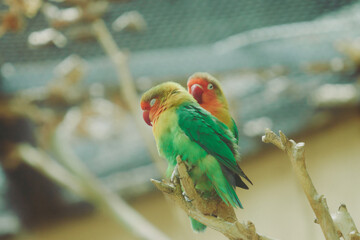 緑色の鳥