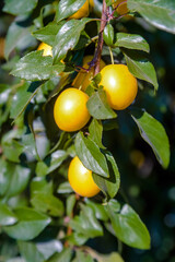 Yellow cherry plum berries ripen on the branches
