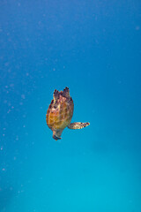 Sea turtle swimming in the ocean