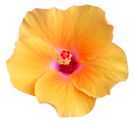 Yellow hibiscus flower isolated on transparent background