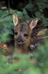Roe deer puppy capreolus Capriolo cucciolo
