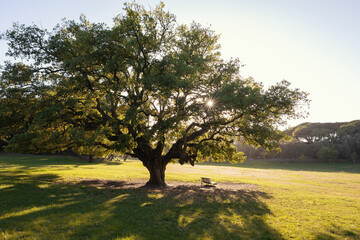 A big olive tree in the green park