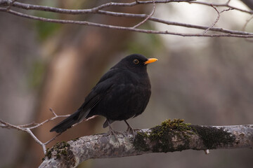 blackbird (Turdus merula) merlo